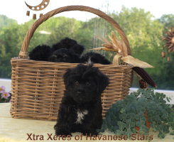 Xtra Xeres of Havanese Stars  Yil - 10 semaines