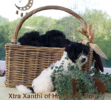 Xtra Xanthi of Havanese Stars - encore libre