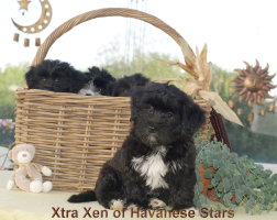 Xtra Xen of Havanese Stars  GS-M
