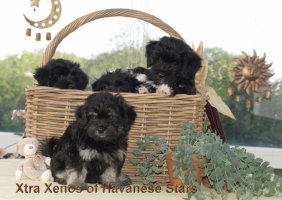Xtra Xenos of Havanese Stars  NM