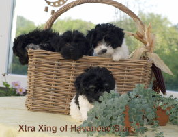 Xtra Xing of Havanese Stars  FG