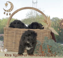 Xtra Xipho of Havanese Stars  MS