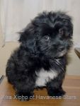 Havanese male bichon havanais Xjpho Havanese Stars