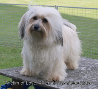 Victim of Love Vivien at Havanese Stars 