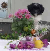 femelle bichon Havanais Havanese Stars