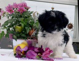 female havanese puppy Havanese Stars