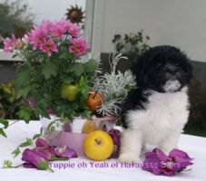mle bichon havanais 8 semaines Havanese Stars