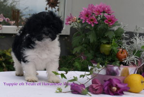 Havaneser Welpen Rde Havanese Stars