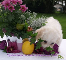 femelle bichon havanais Havanese Stars 8 semaines