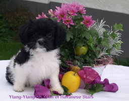 chiot Bichon Havanais femelle Havanese Stars