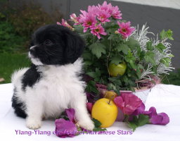 Havaneser-Welpen Havanese Stars 8 Wochen