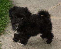 chiot femelle Havanese Stars 8 semaines