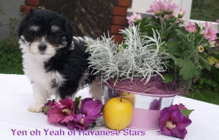 bichon havanais mle de 8 semaines