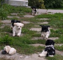chiots bichon Havanais au jardin  8 semaines