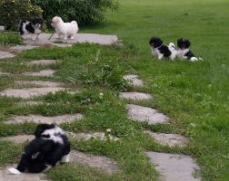 Havaneser Welpen 8 Wochen im Garten