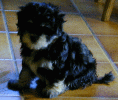 havaneser  bichon havanais  Havaneser