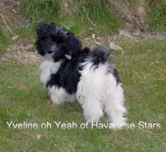 Yveline 3,5 mois Havanese Stars