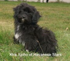 Xtra Xjpho of Havanese Stars - 4 mois