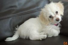 Ypsilon-Iona of Havanese Stars  bichon havanais femelle