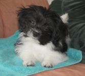 Ylang-Ylang oh Yeah of Havanese Stars bichon havanais femelle