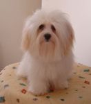 Waltzing Wally of Havanese Stars - bichon havanais