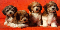 bichon havanais p96 bichon havanais  Havaneser