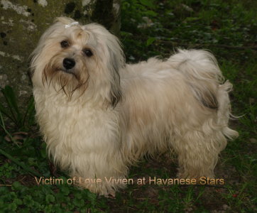 Vivien Havanese Stars bichon havaneser havanais
