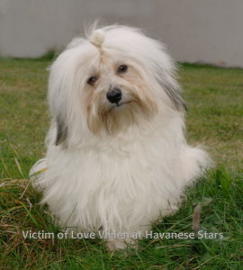 Victim of Love Vivien at Havanese Stars - Havaneser Havanese Bichon Havanais