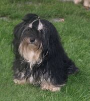 Zuchthndin Dulci Lotus Havanese Stars bichon havanais