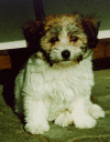 havaneser p97 bichon havanais  Havaneser