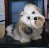 Free Spirit of Havanese Havaneserweibchen Fleur bichon