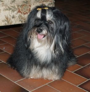 bichon havanais femelle Lotus Havanese Stars