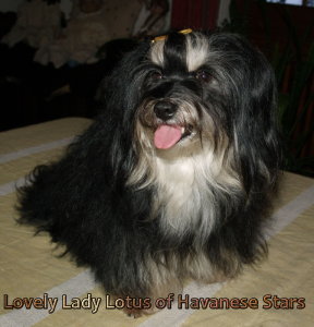 bichon havanais femelle Dulci Havanese Stars  Havaneser