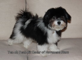 Yen oh Yeah of Havanese Stars  chiot mle Havanais blanc/noir