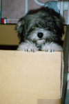 havanese p98 bichon havanais  Havaneser