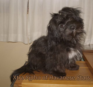 Xtra Xjpho of Havanese Stars - 6 mois