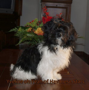 Yveline of Yeah of Havanese Stars  -  25122010