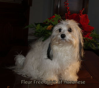Fleur Free Spirit of Havanese - 25122010