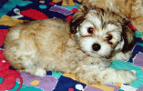havanais p99 bichon havanais  Havaneser