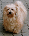 bichon havanese