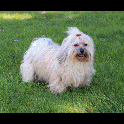 ANJA ANOTHER ACROBAT OF HAVANESE STARS - DE O  18 MOIS